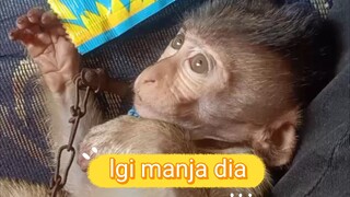 lagi manja dia