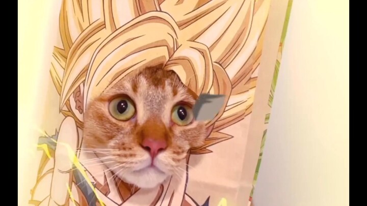 【Những khoảnh khắc hài hước hàng ngày của sinh vật trên Trái Đất #71】