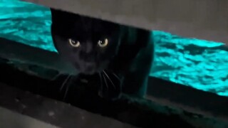 它好像是动画片里出来的小黑猫