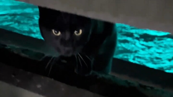 يبدو وكأنه قطّة سوداء صغيرة خرجت من رسم متحرّك.