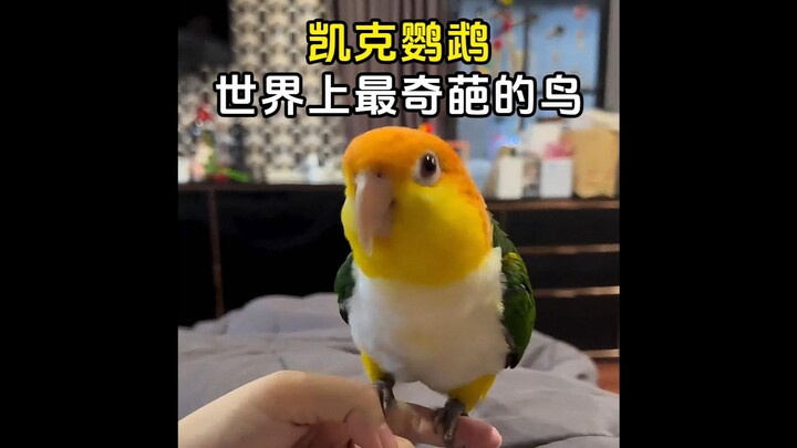 世界上最奇葩的鸟