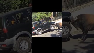 Chúc mọi người mỗi ngày đều khoẻ như trâu như bò nhưng không bị cắm sừng