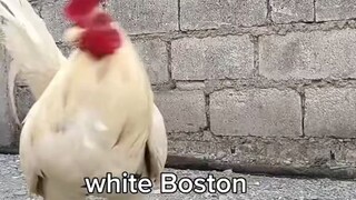 white Boston escoline line