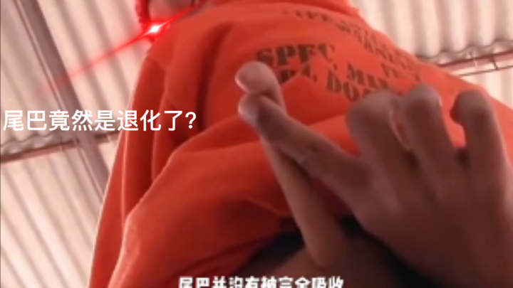 Bốn cơ quan đang dần biến mất trong cơ thể người, bạn còn giữ được mấy cái?