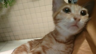 Dibuka oleh kucing liar