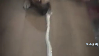 ดูเหมือนเจ้าตูบจะรีบร้อนขึ้นมาทันทีเลย