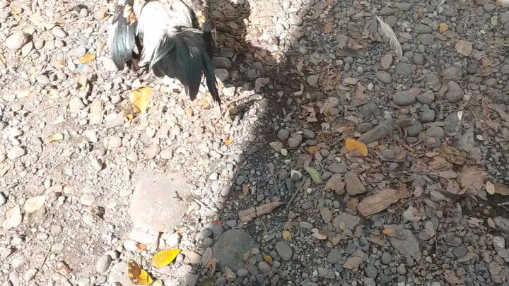 asil bantam vs 1time talisay