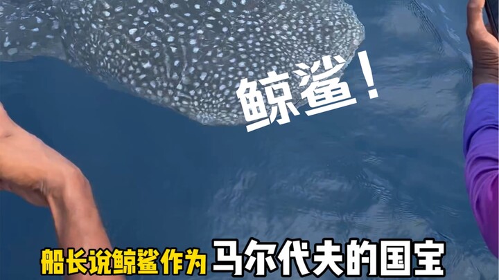 Setelah hiu paus muncul di permukaan laut, aku akhirnya menangkap GT seberat 20 kilogram! Tapi akiba