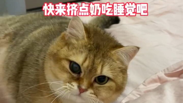 القط: من شرب حليبي، صار وليدي!