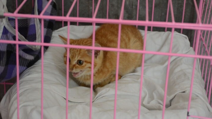 Day 14 since the stray orange kitten came home: deworming the cats and dogs—our little orange buddy 