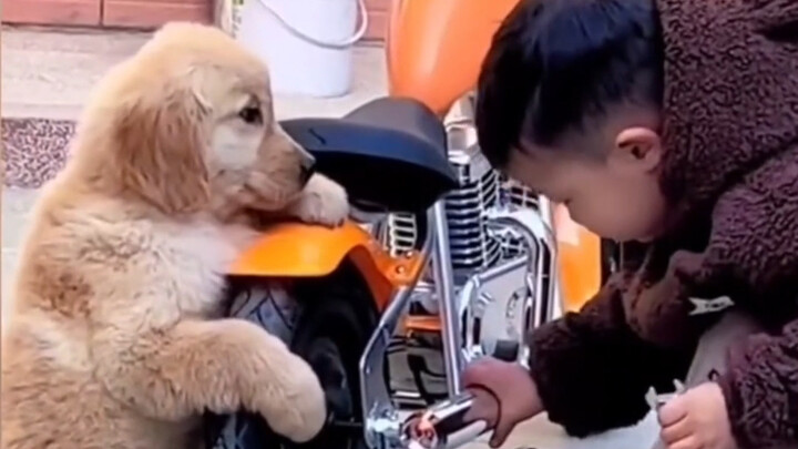 Dunia ini tak bisa hidup tanpa anjing