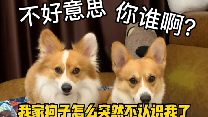 Reaksi anjingku saat dengar “turun” dan “mandi”