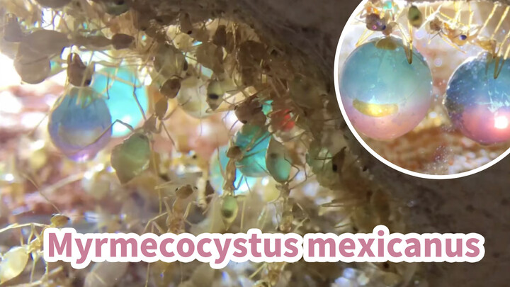 【Mexican Honey-Pot Ant】Transitory Starry Honey-Pot