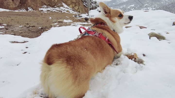 Kenapa pantat Corgi ini bisa se-kenyal dan segemoy ini?!