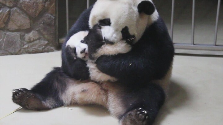 Cheng Da caressing Cheng Lan