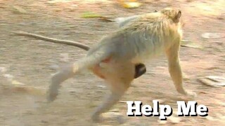 Oh No.. Baby Monkey​ Was​ Kidnapped​ ​By Little Monkey, Mom Please Help Me, Baby Monkey Scare
