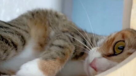 บางคนบอกว่าแมวบ้านเลี้ยงไม่เชื่อง ใครพูดแบบนั้นกันนะ?
