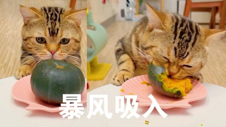 小猫啃南瓜，会拉出什么色？猫:我真的栓Q