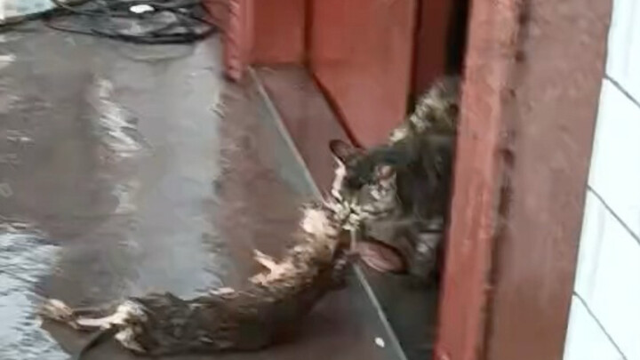 A raccoon dog catches a big wild rabbit and makes its owner cook for it.