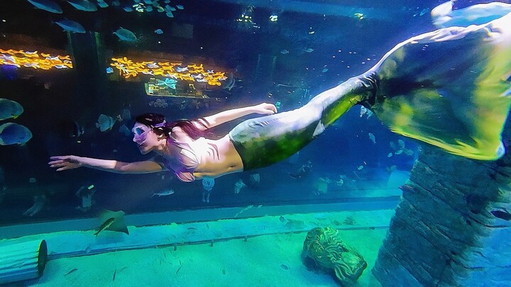 🫶หนึ่งวันในชีวิตของช่างภาพใต้น้ำที่พิพิธภัณฑ์สัตว์น้ำ🫶