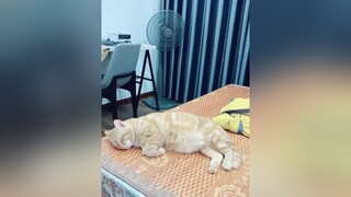 Nó éo phản ứng gì luôn 😏 Như kiểu ta đây không còn quan tâm cõi hồng trần duma 😤 meow meocute meobeou