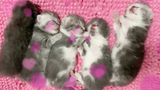 scottish fold kittens ลูกแมว อายุ 1สัปดาห์