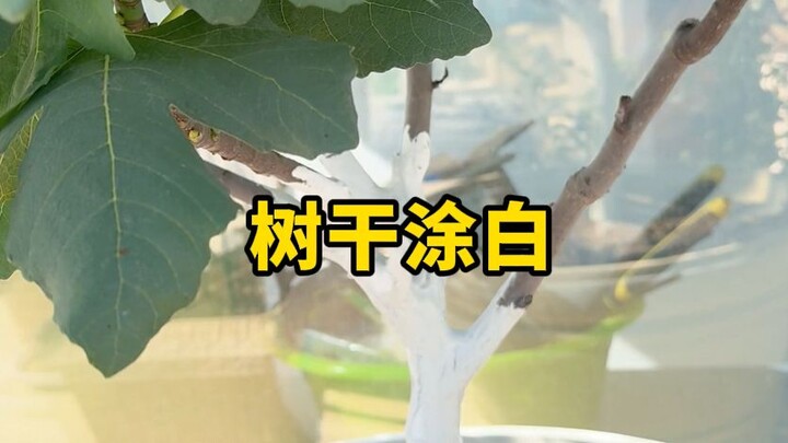 Vì sao vào mùa đông người ta lại quét vôi trắng lên thân cây?