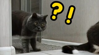 第一次见智商写在脸上的猫