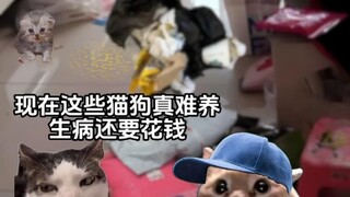当育盒小猫遇到新主人