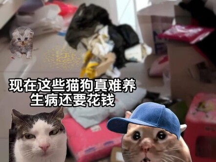 عندما تلتقي قطة صندوق التربية بصاحبها الجديد