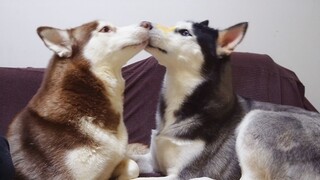 [สัตว์]นำทางให้เจ้าฮัสกี้สองตัวเลียกันเพื่อกระชับมิตร