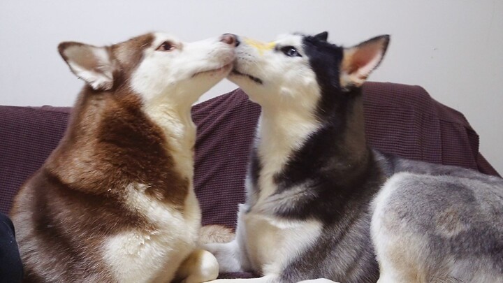Membimbing dua Husky menjalin persahabatan dengan saling menjilat