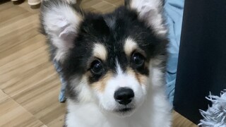 我寻思：能有多会甩？