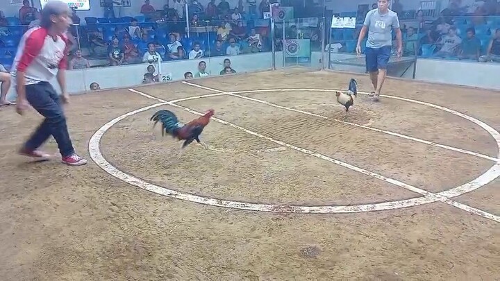 Gull vs Talisay ng Big Time