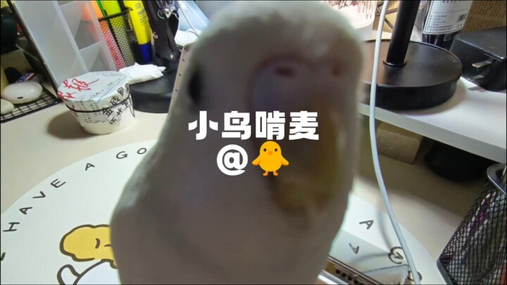 Cute little bird helps you fall asleep