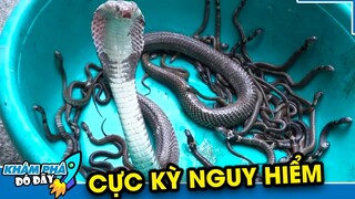 6 Loài Rắn Cực Kỳ Đáng Sợ và Kỳ Lạ Nhất Quả Đất - Đẻ Con Chứ Không Đẻ Trứng | KHÁM PHÁ ĐÓ ĐÂY