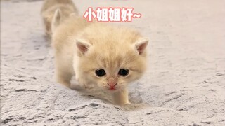 Pemiliknya mengatakan kucing-kucing di B&B "sangat baik~"