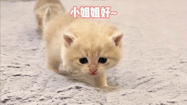 老板说民宿里的猫猫“很行~”