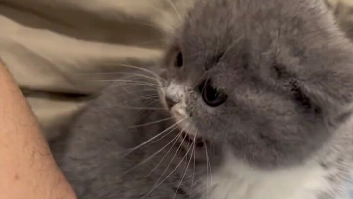 This little cat has a fiery temper—so cute yet already acting all feisty. What will it be like when 