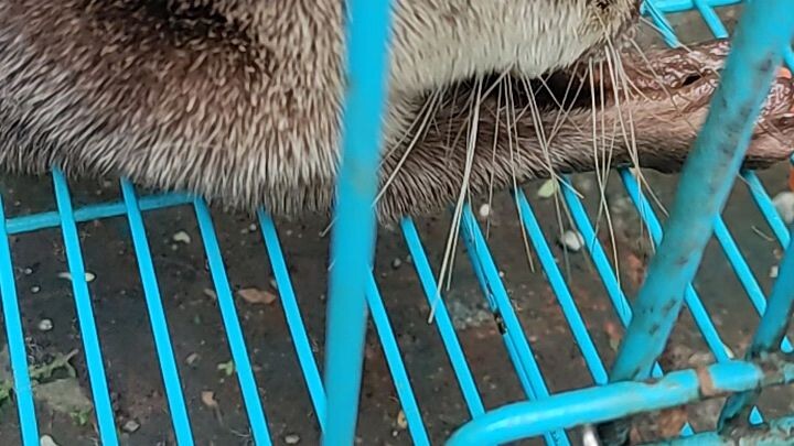 cute otter