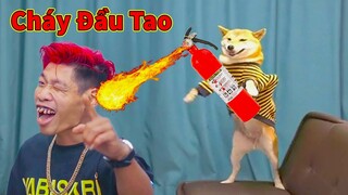 Thú Cưng TV | Ken Trẻ Trâu Bướng Bỉnh #19 | chó Shiba thông minh vui nhộn |Pets funny cute smart dog