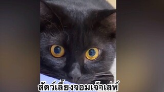 เพื่อนตัวน้อย สัตว์เลี้ยงแสนซน : สัตว์เลี้ยงจอมเจ้าเล่ห์