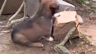 arf arf