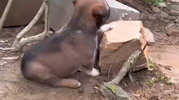 arf arf