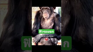 ฟิวรอแขก