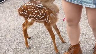 กวางดาวตัวน้อยที่เลี้ยงด้วยมนุษย์นั้นเชื่อฟังมากเลย