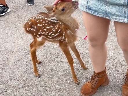 غزلان الميغما الصغيرة التي تُربى بشكل اصطناعي مطيعة جدًا!