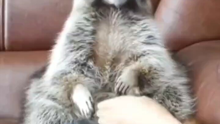 Di mana anggurku? Di mana anggur sebesar ini milikku?