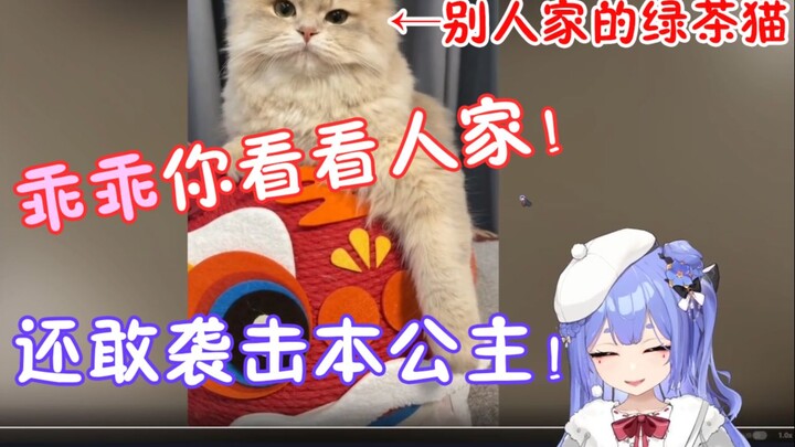 【阿梓】看猫片80乖乖，凌晨叫醒乖乖，公主被猫袭击！