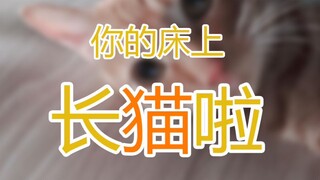 你家床上长猫啦